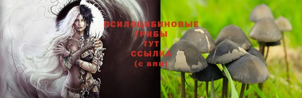 индика Абаза